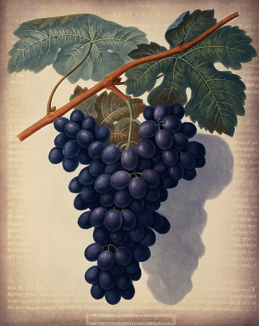 Black grapes Vitis sp,artwork