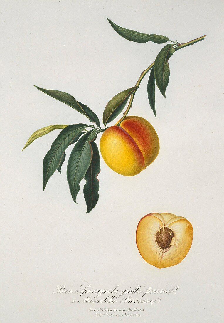 Peach Prunus persica,artwork