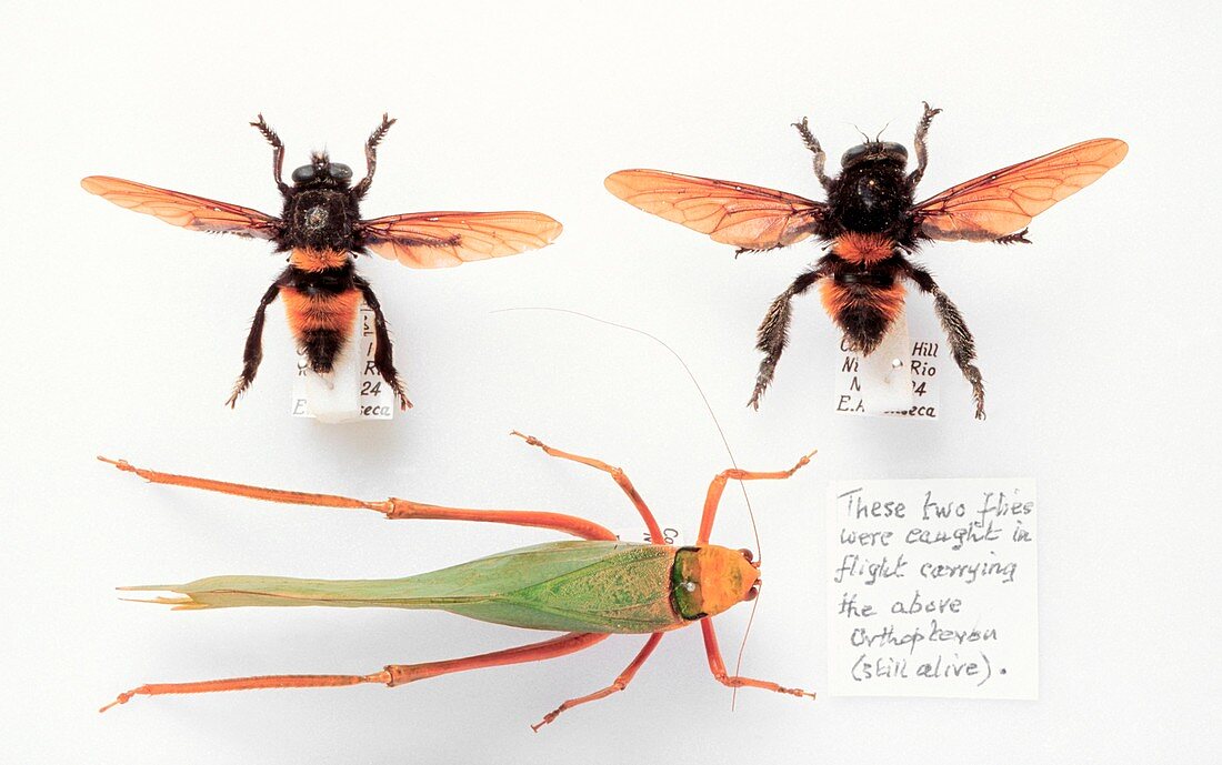 Robber fly pair and prey