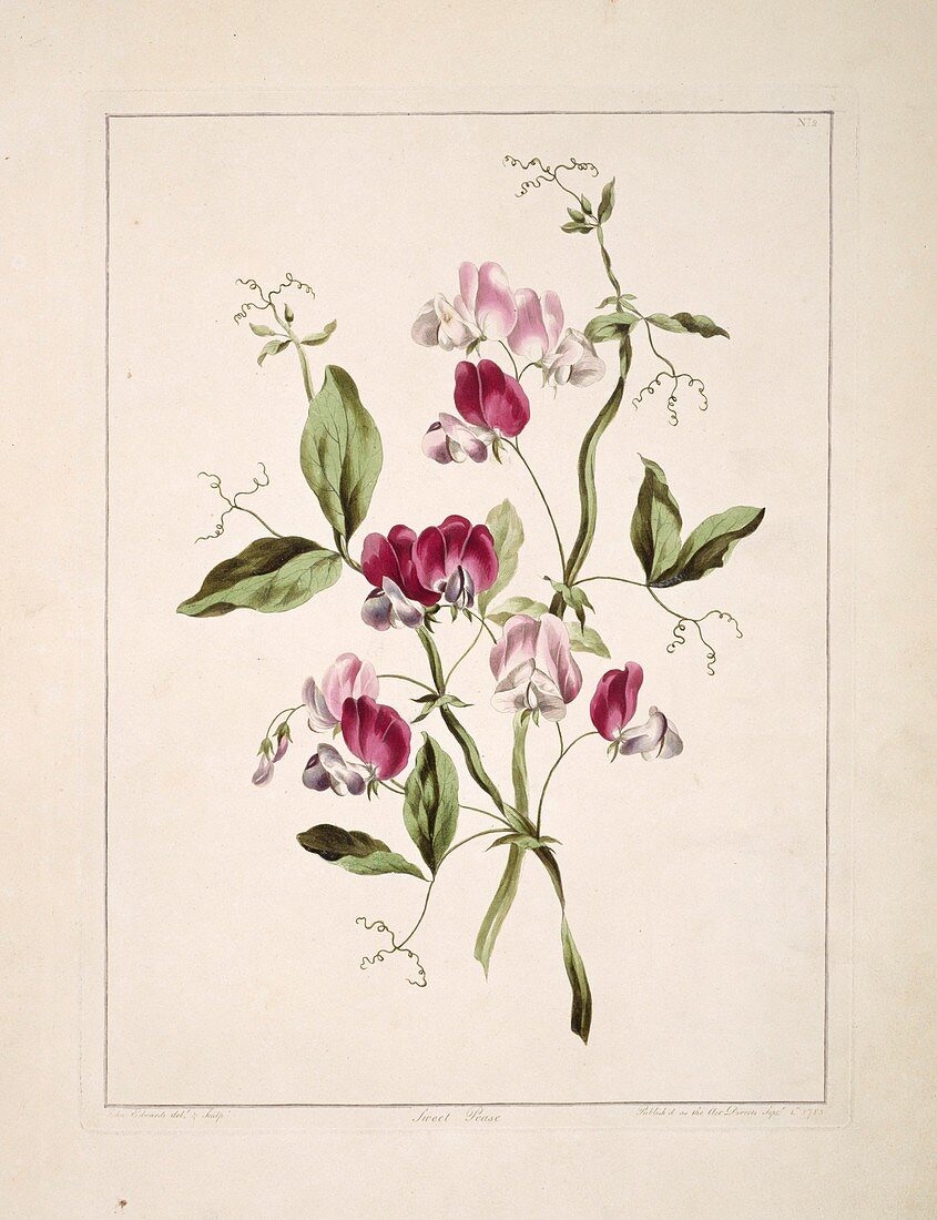 Sweet pea Lathyrus odoratus,artwork