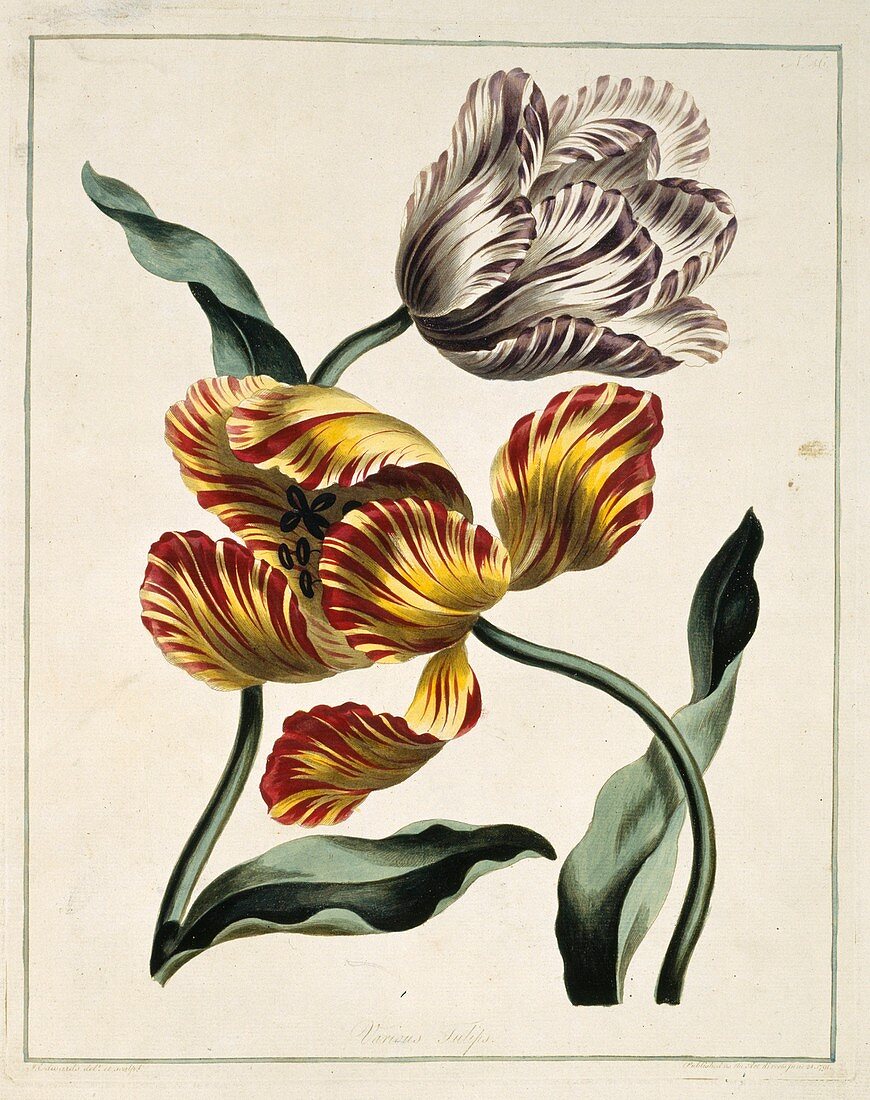 Tulips Tulipa sp,artwork