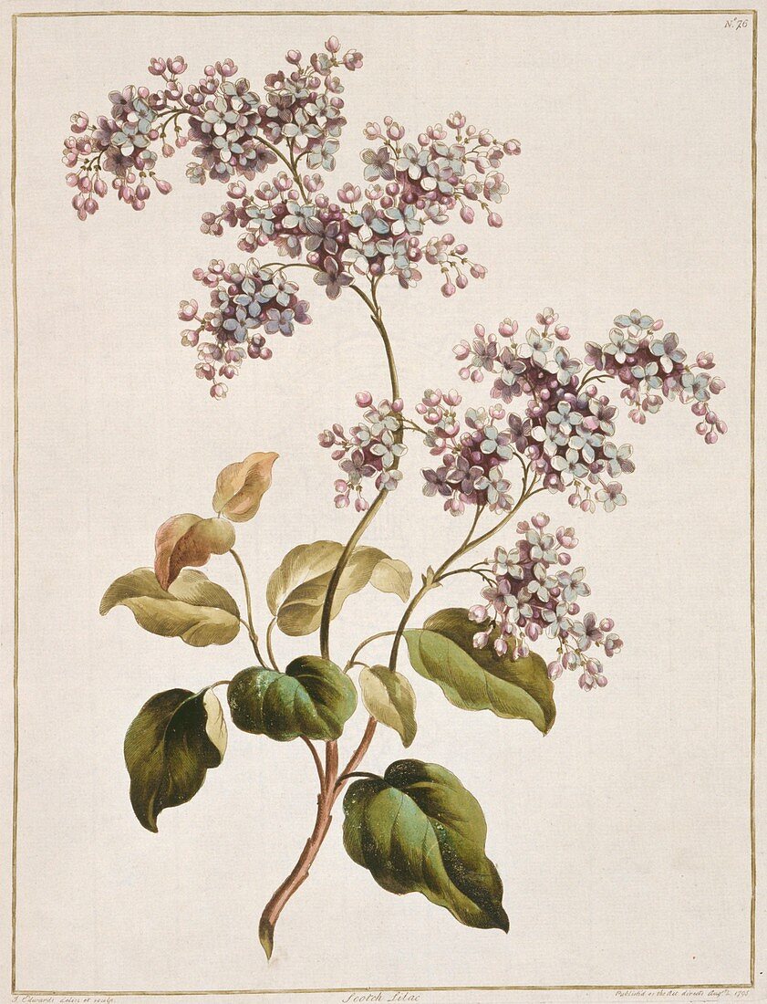 Scottish lilac Syringa sp,artwork