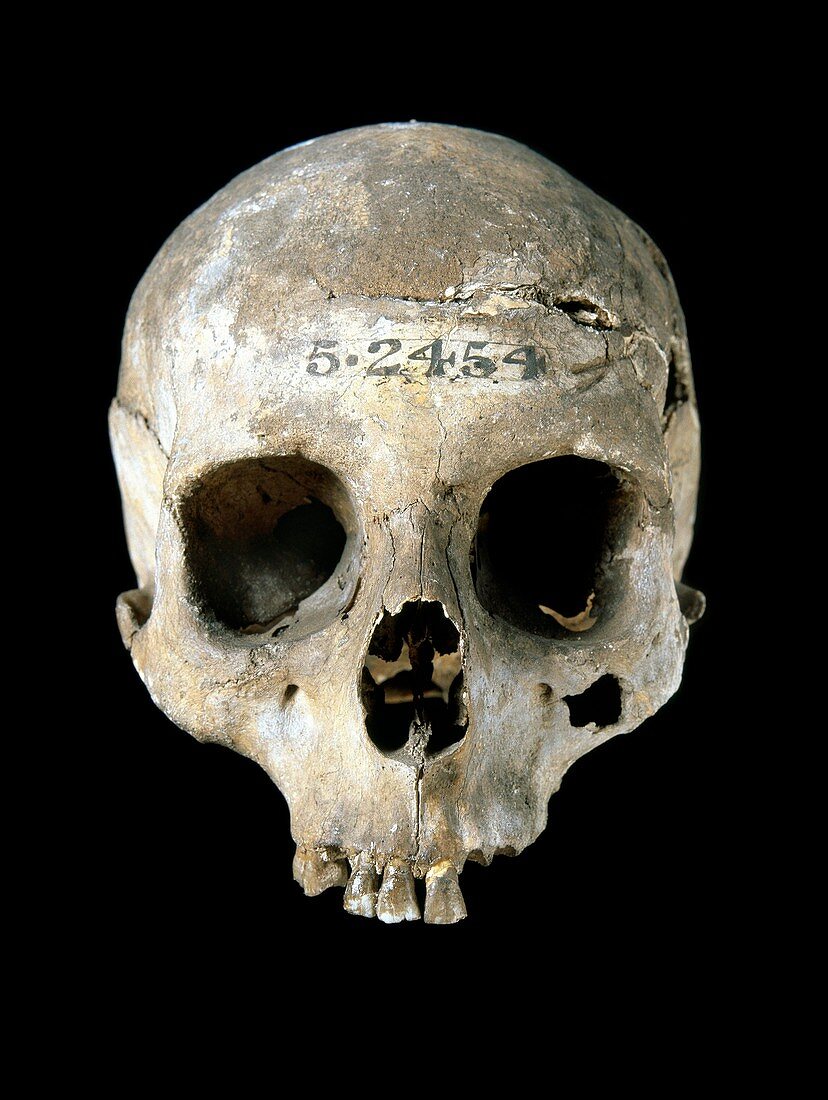 Prehistoric human skull,Etruscan