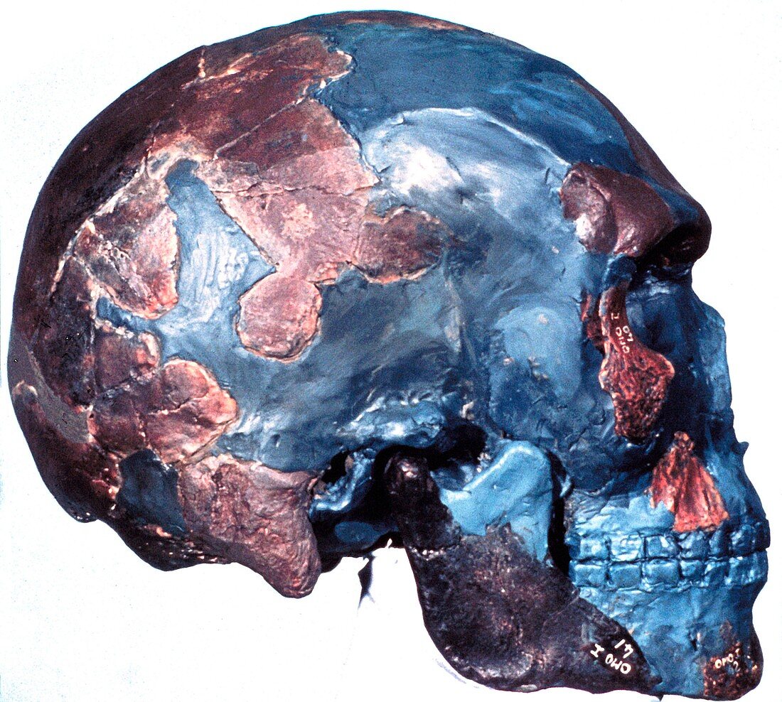 Prehistoric human skull (Omo 1)