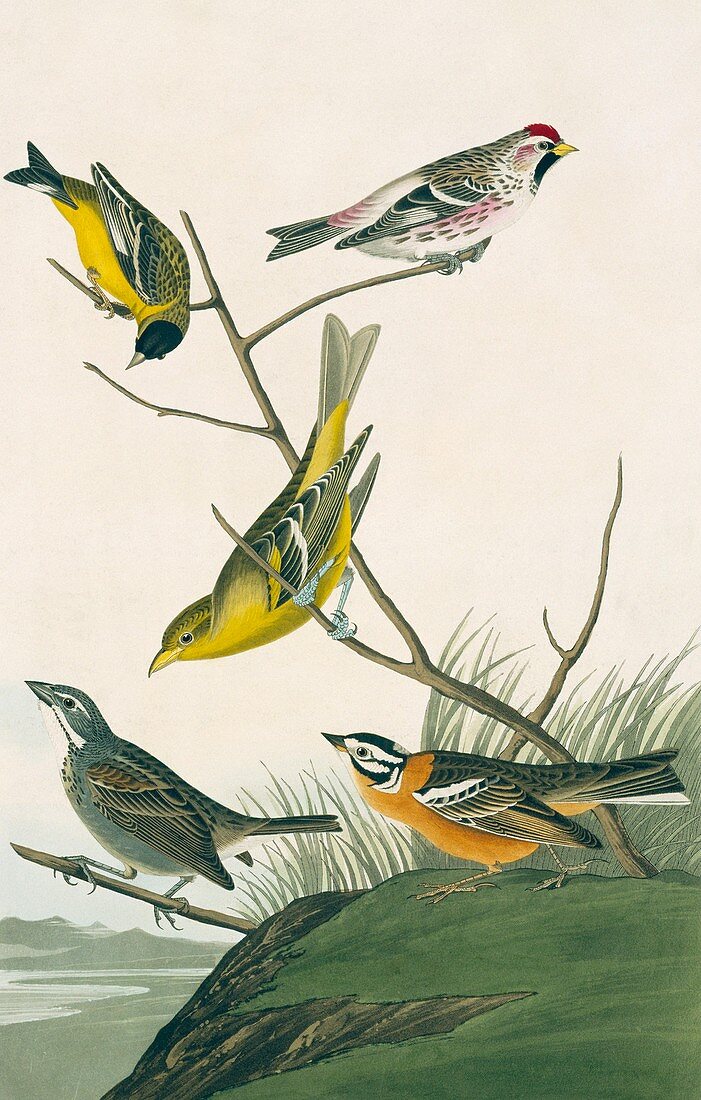 Finches and Tanagers,artwork