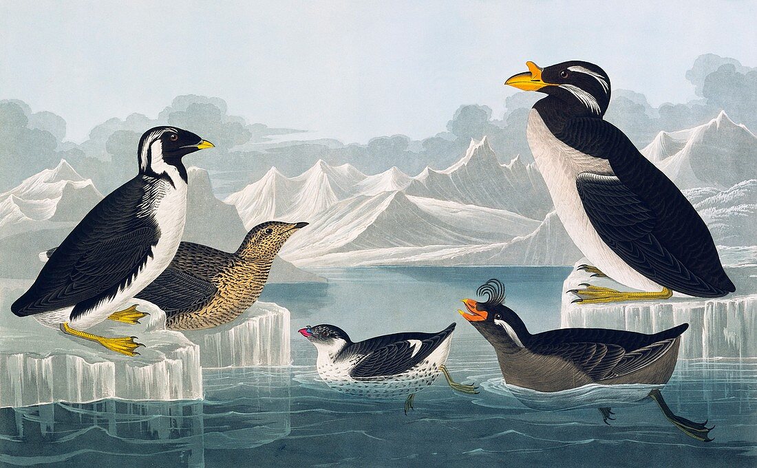 Group of auks and auklets,artwork