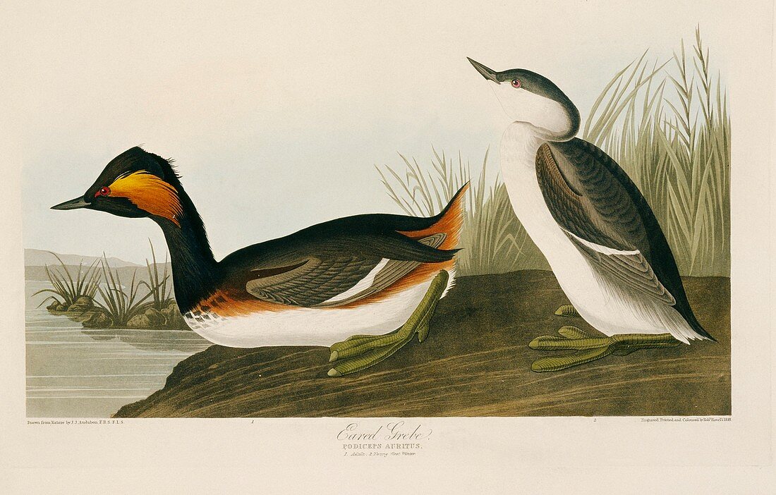 Black-necked grebe,artwork