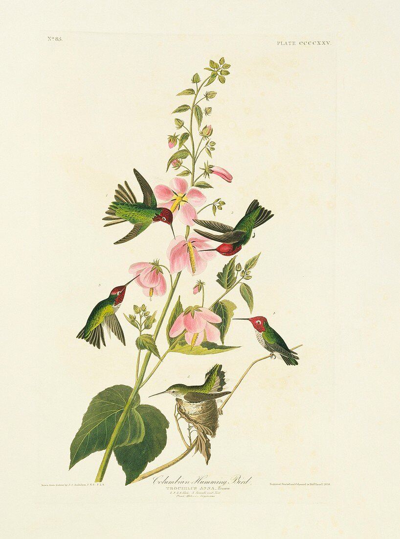 Anna's hummingbird,artwork