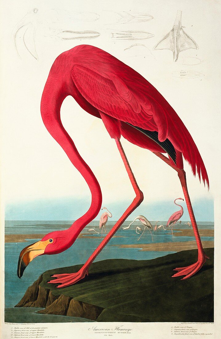 Greater flamingo,artwork