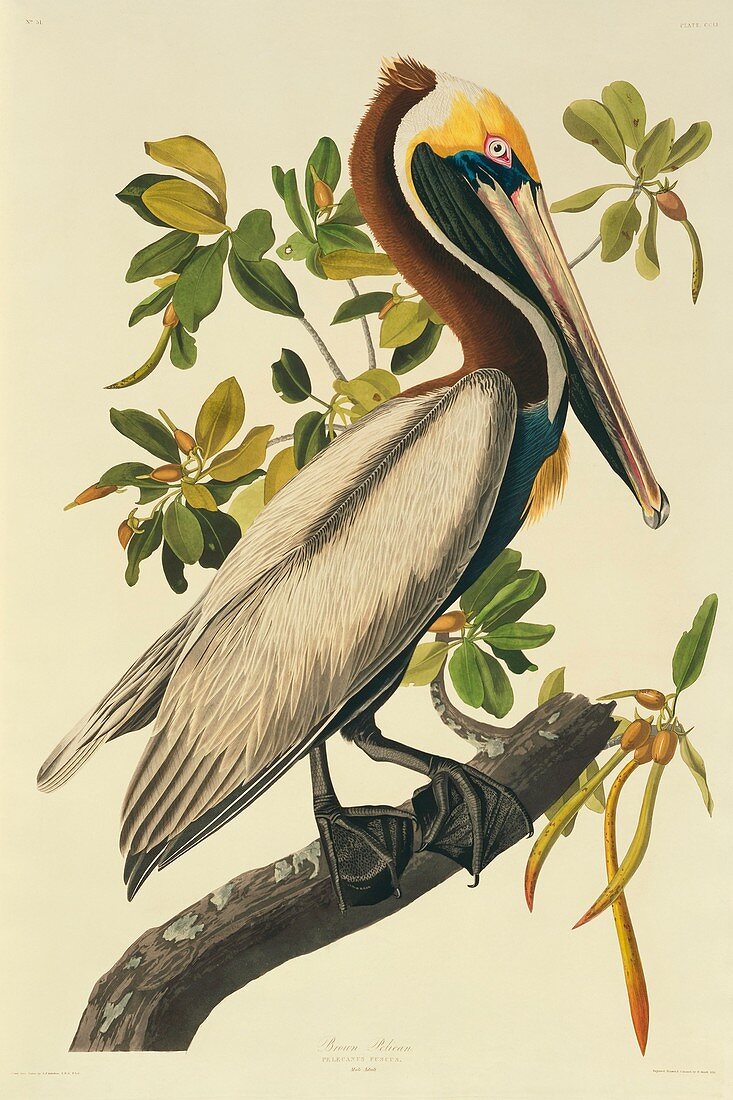 Brown pelican,artwork