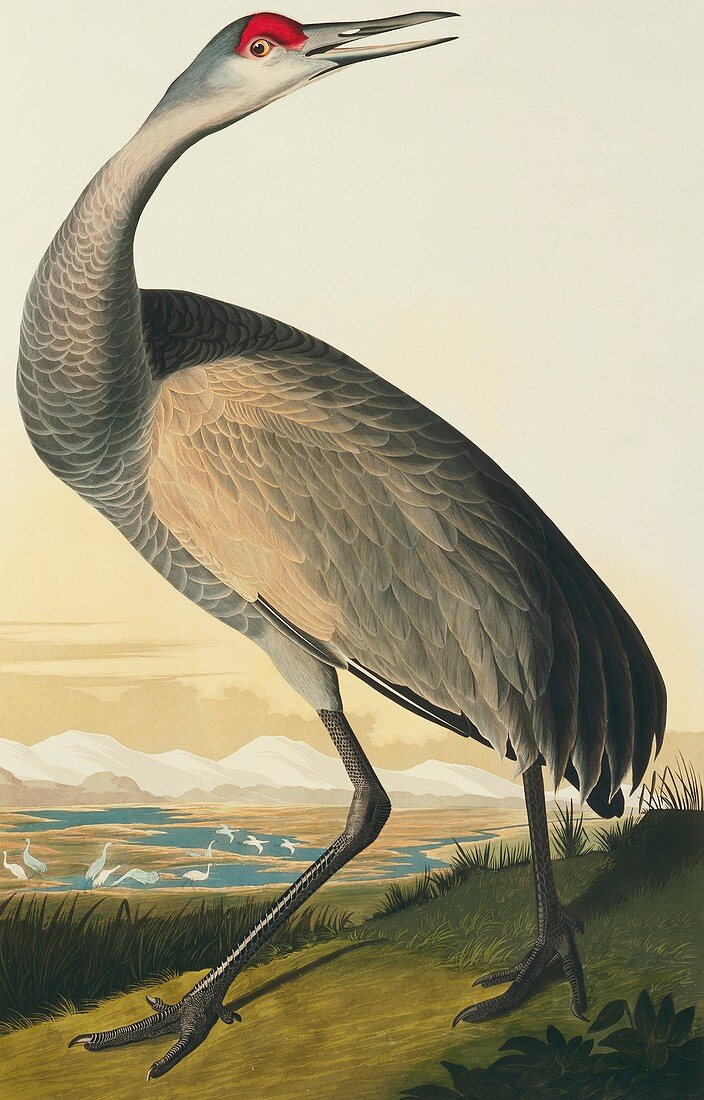 Sandhill crane,artwork