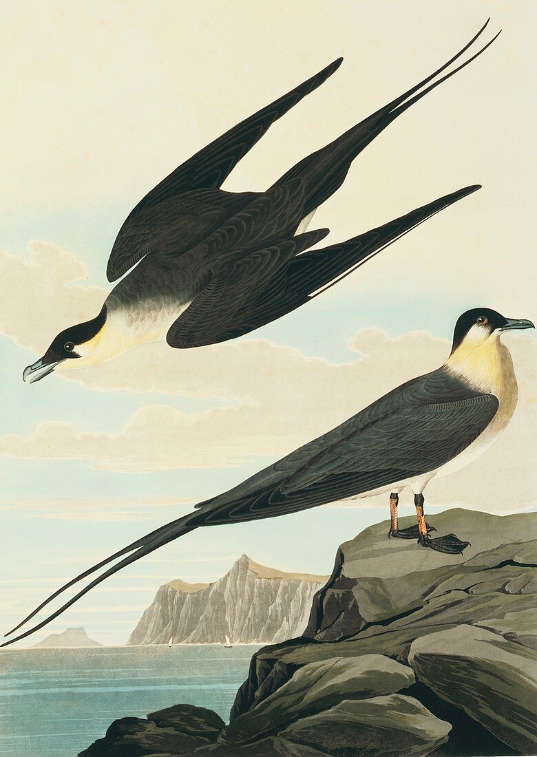Long-tailed jaeger,artwork