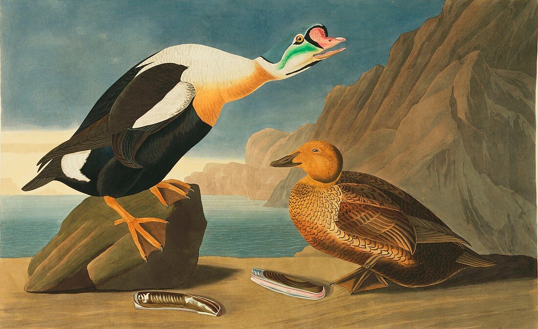 King eider duck,artwork