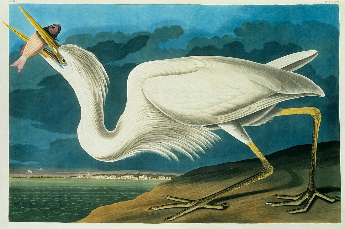 Great Blue Heron,artwork