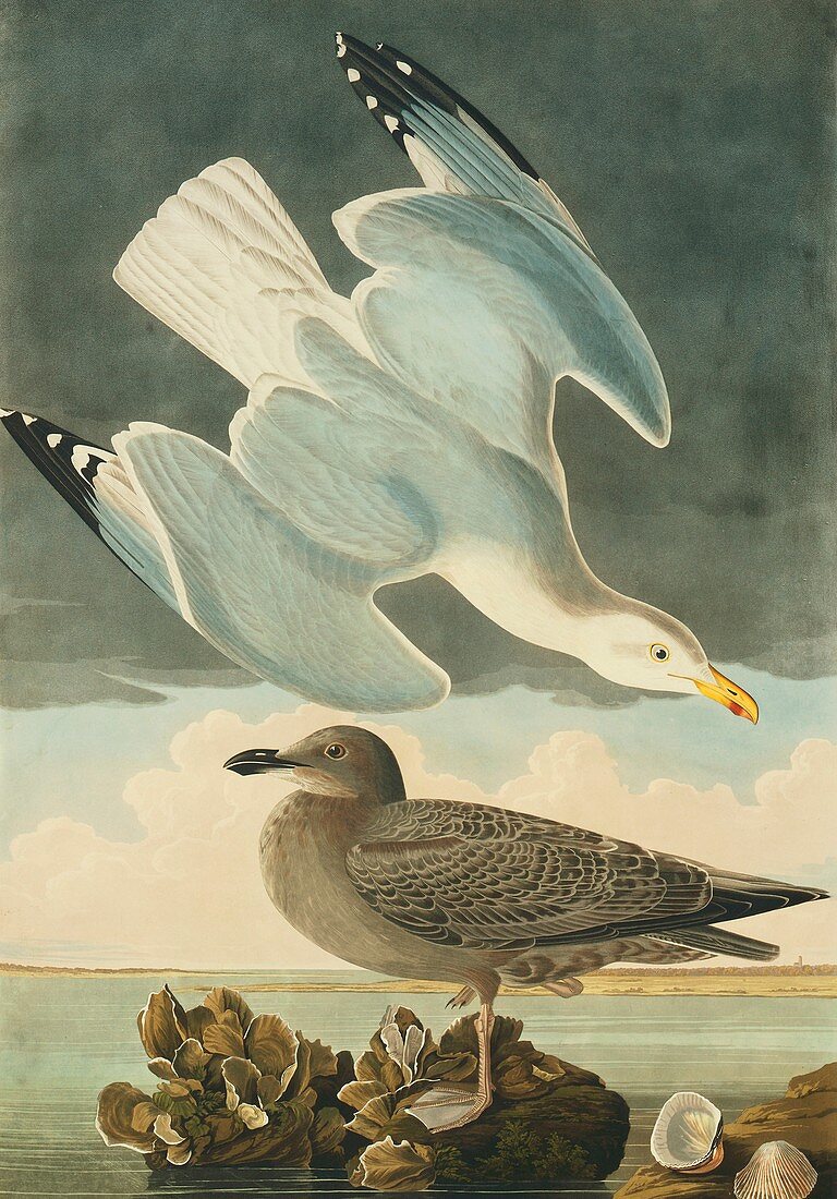 Herring gull,artwork