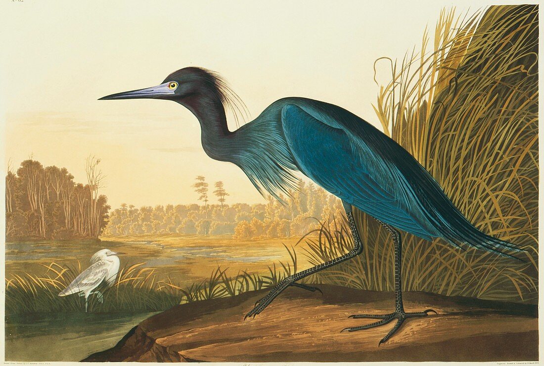 Little blue heron,artwork