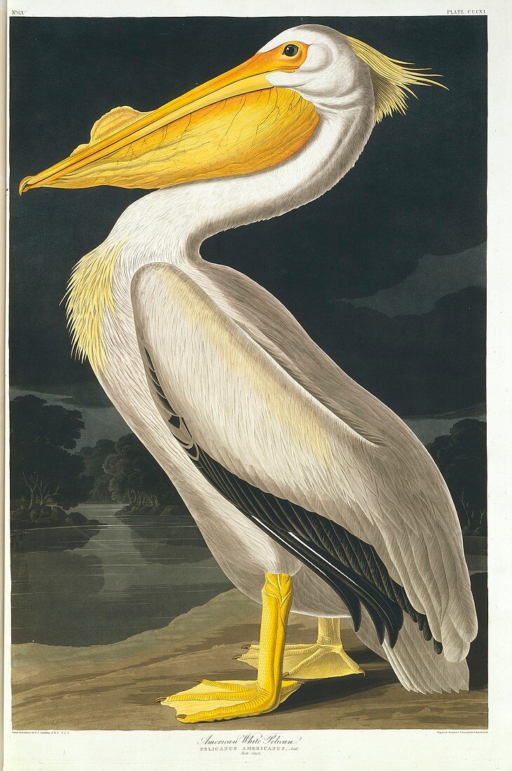 American white pelican,artwork