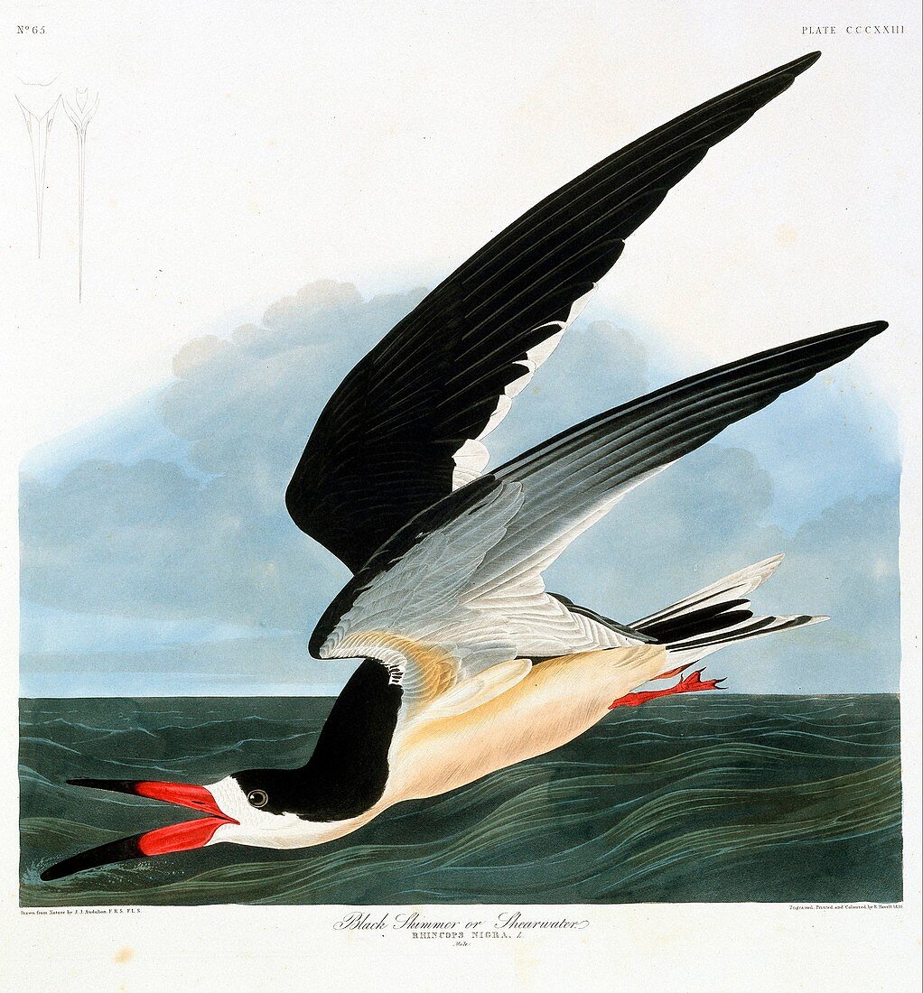 Black skimmer seabird,artwork