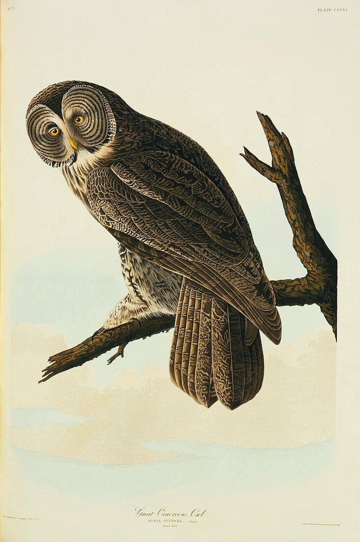 Great grey owl,artwork