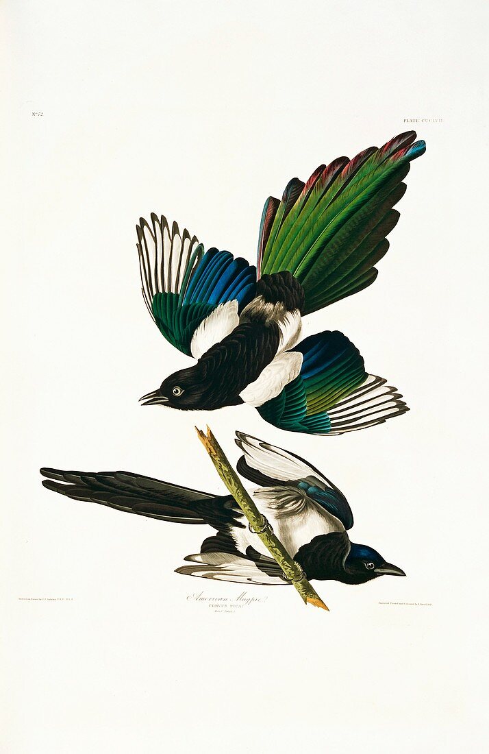 Common magpie,artwork