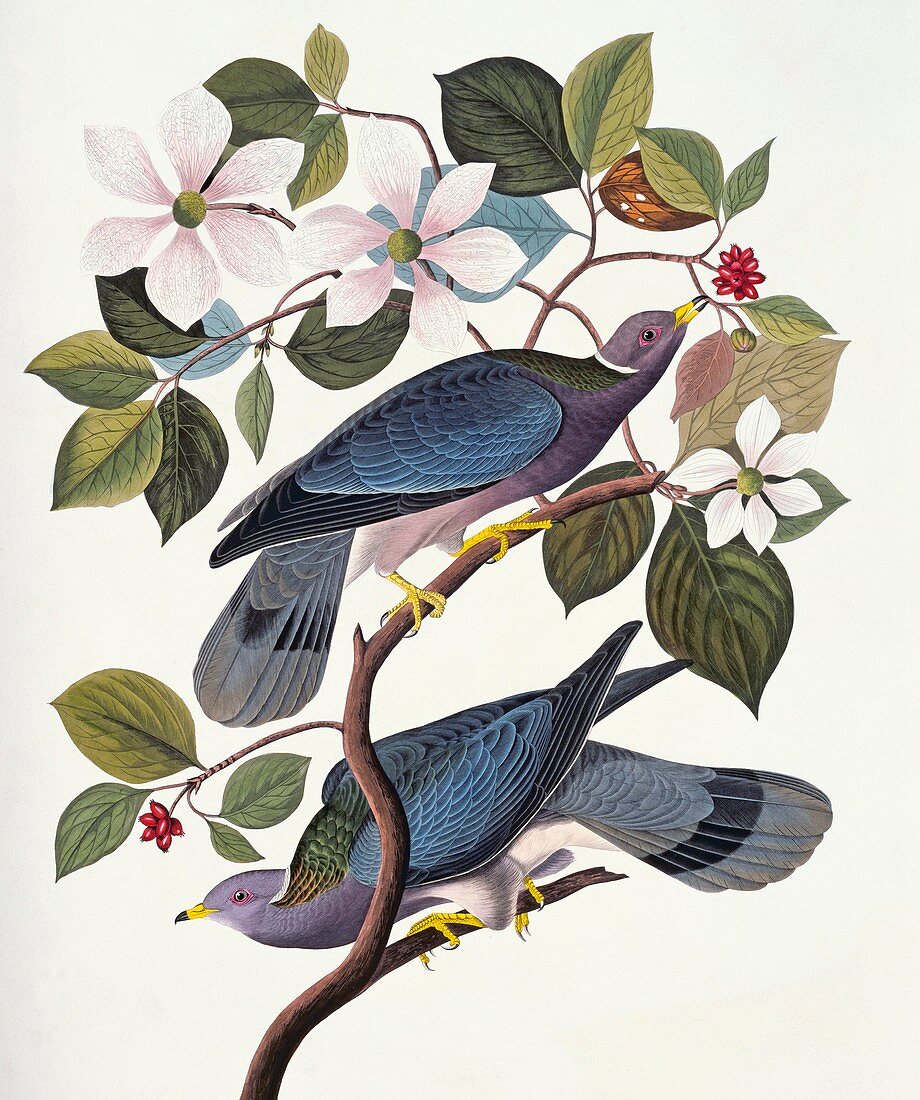 Band-tailed pigeon,artwork