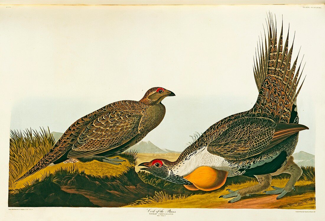 Greater sage grouse,artwork