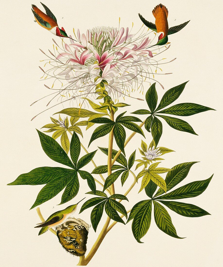 Rufous hummingbird,artwork