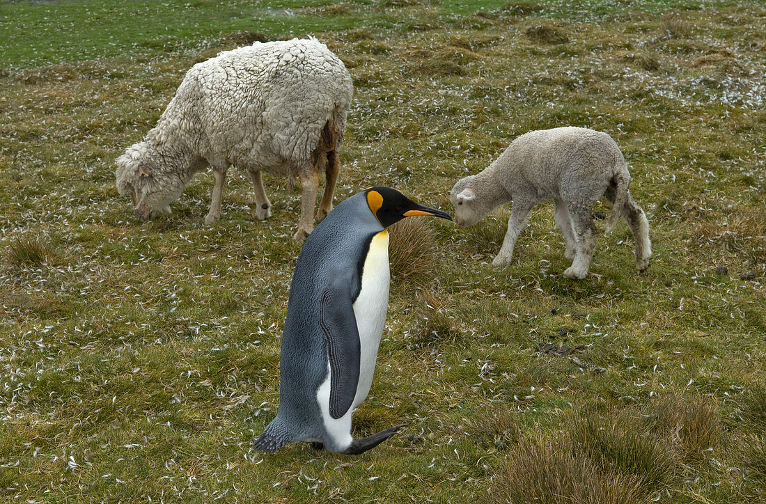 Penguin and sheep