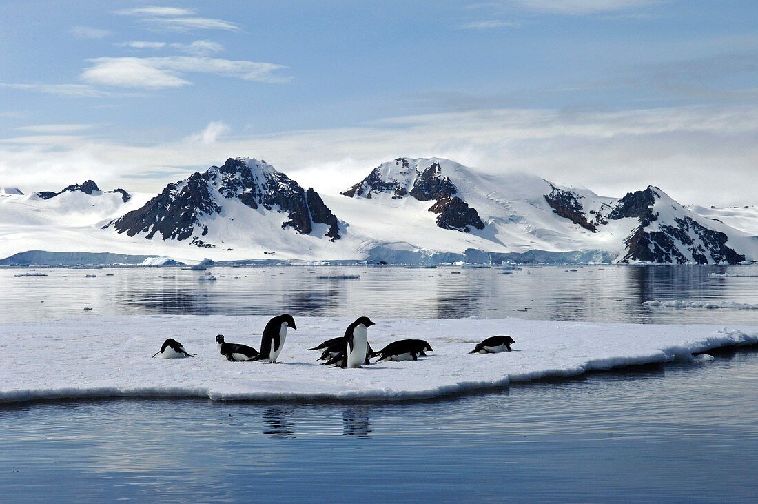 Adelie penguins