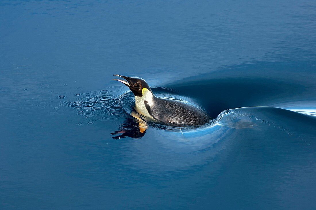 Emperor penguin swimming