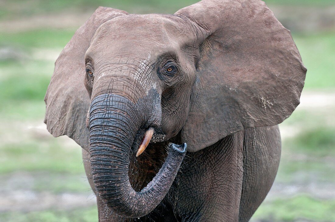 African forest elephant