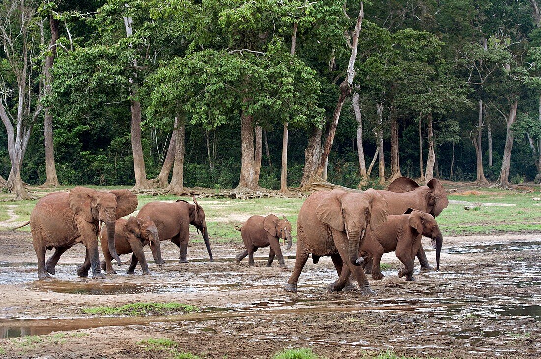 African forest elephant herd