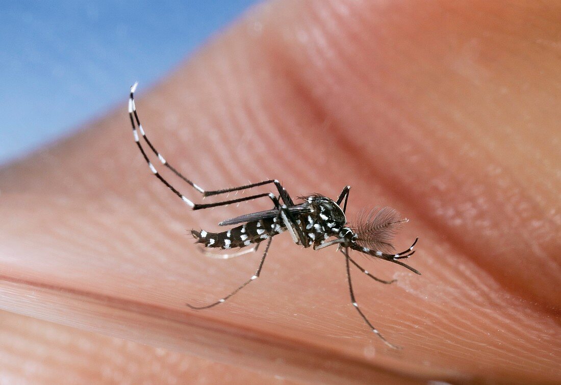 Asian tiger mosquito male