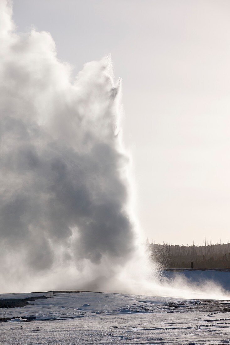 Old Faithful geyser erupting