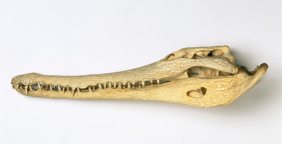 Slender-snouted crocodile skull