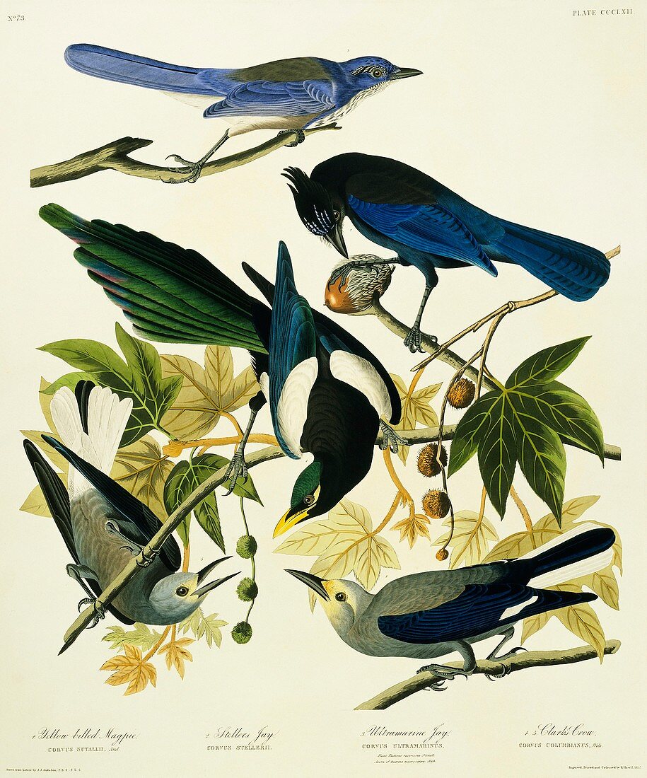 Jays,magpies,and Nutcracker,artwork