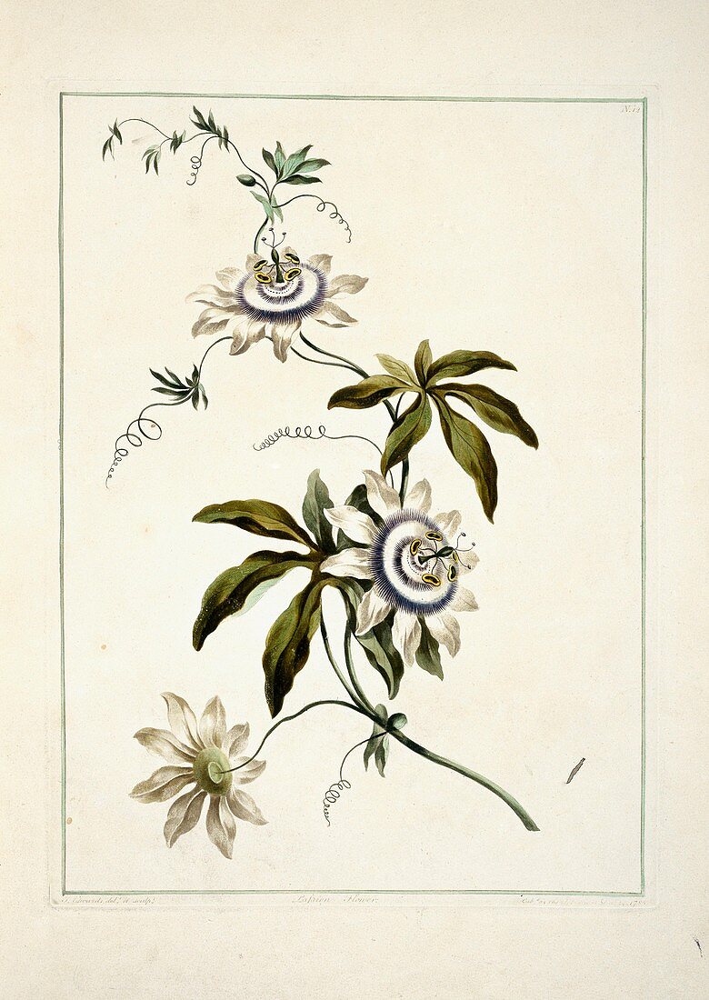 Passion flower Passiflora sp,artwork