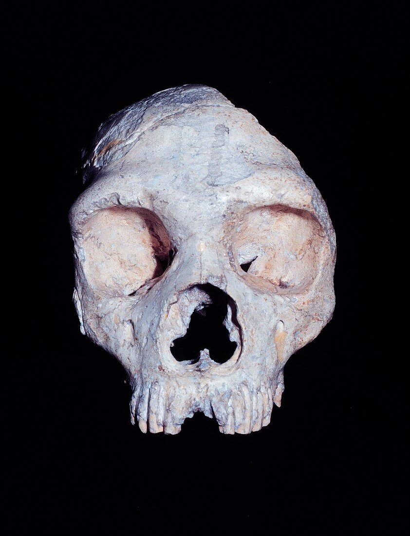Neanderthal skull (Gibraltar 1)