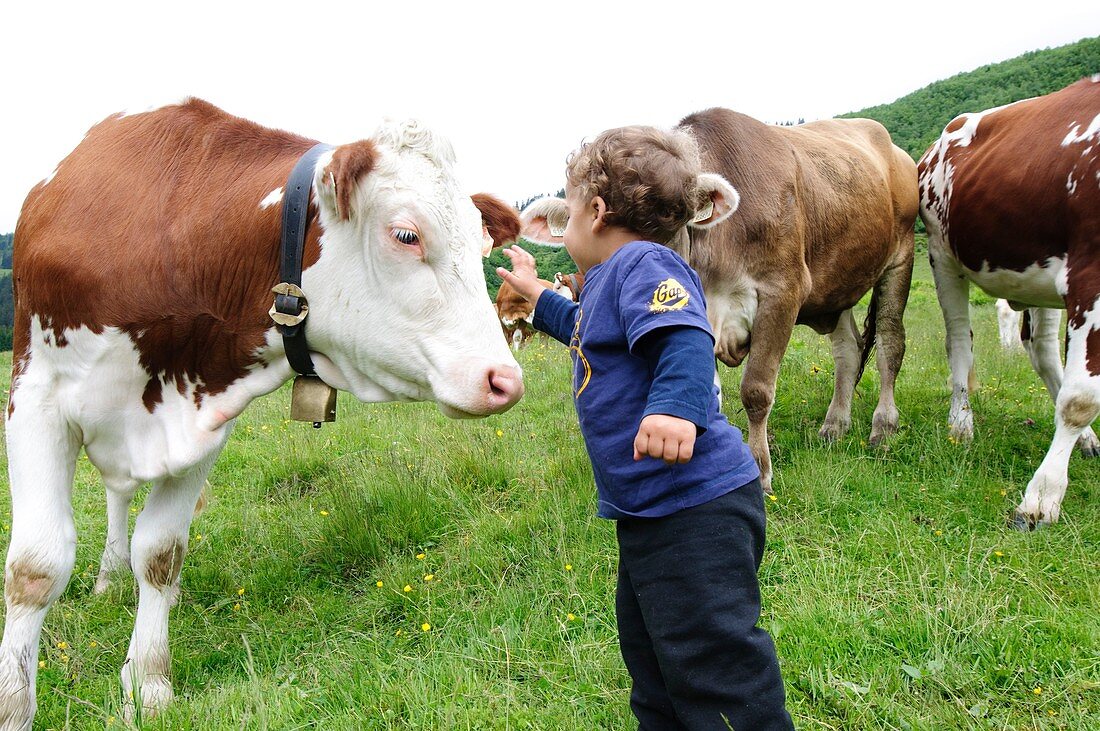 Boy in field with free grazing cows