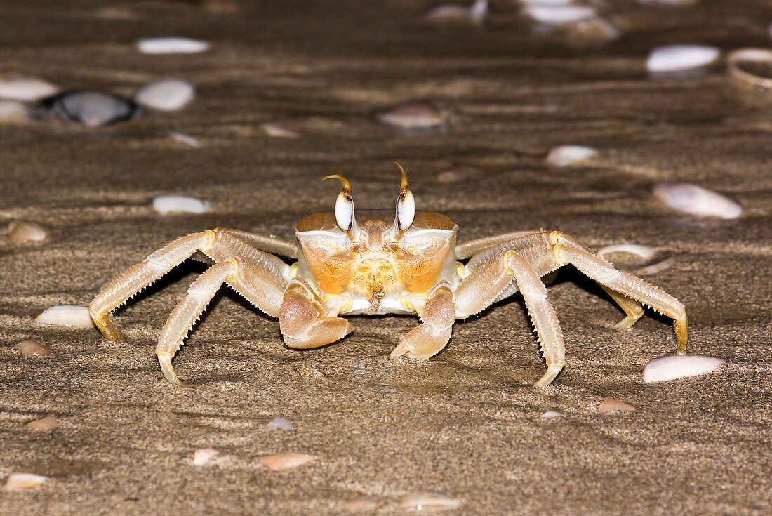 Tufted ghost crab (Ocypode cursor