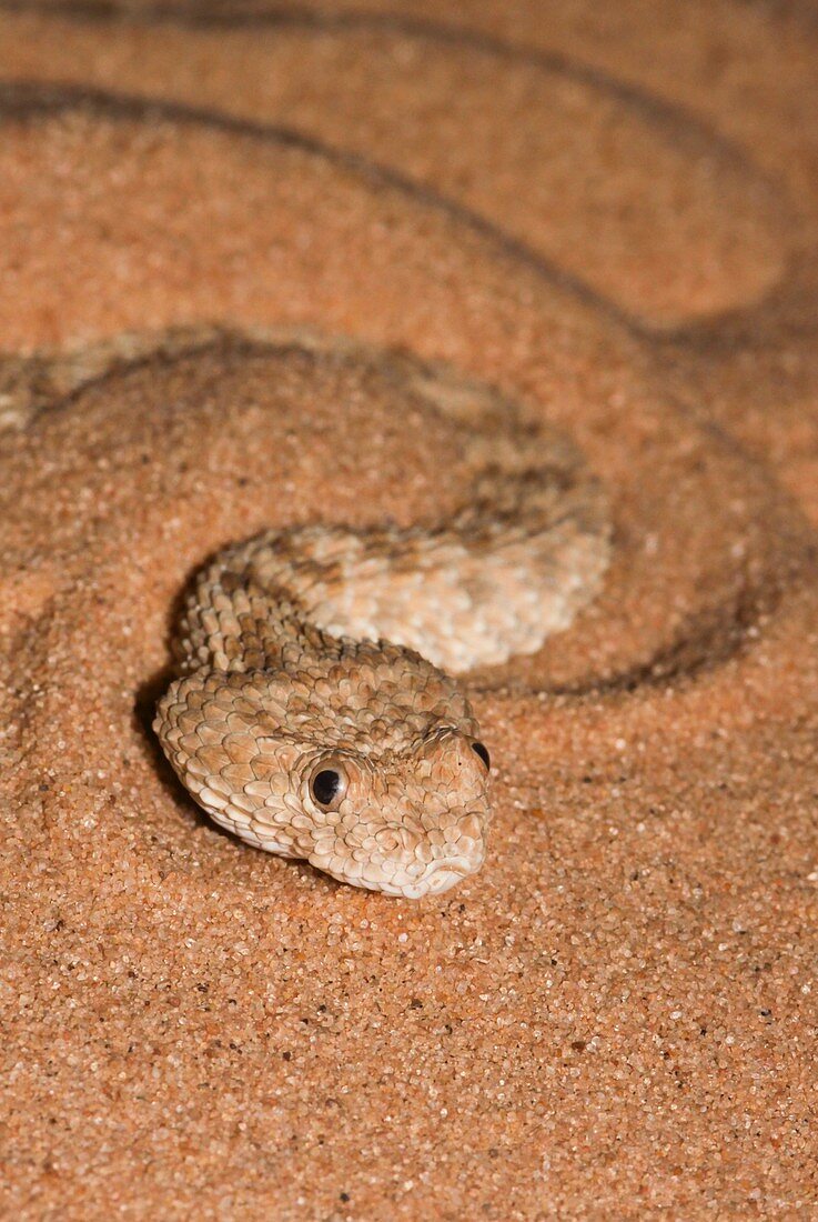 Sahara sand viper (Cerastes vipera)