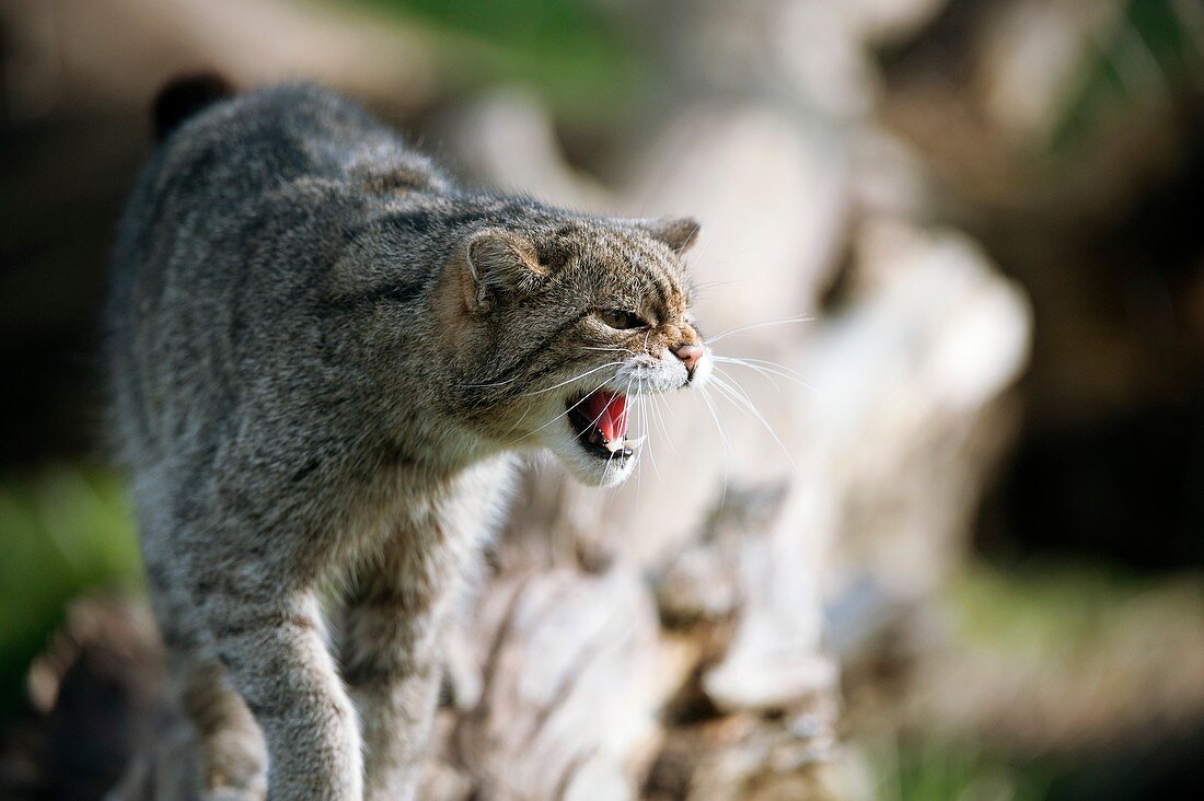 Scottish wildcat