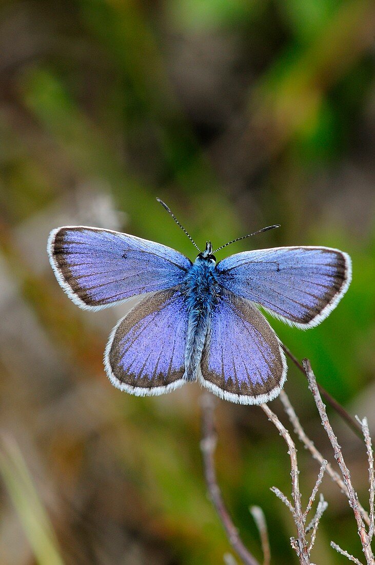Male silver-studded blue butterfly