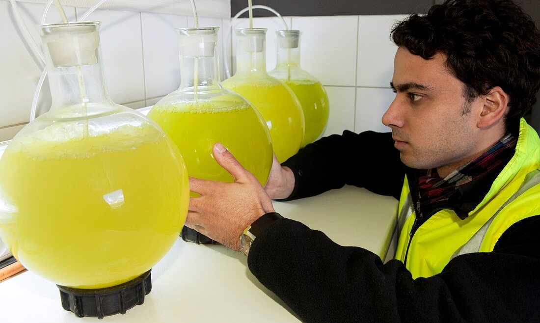 Microalgae production for biofuels