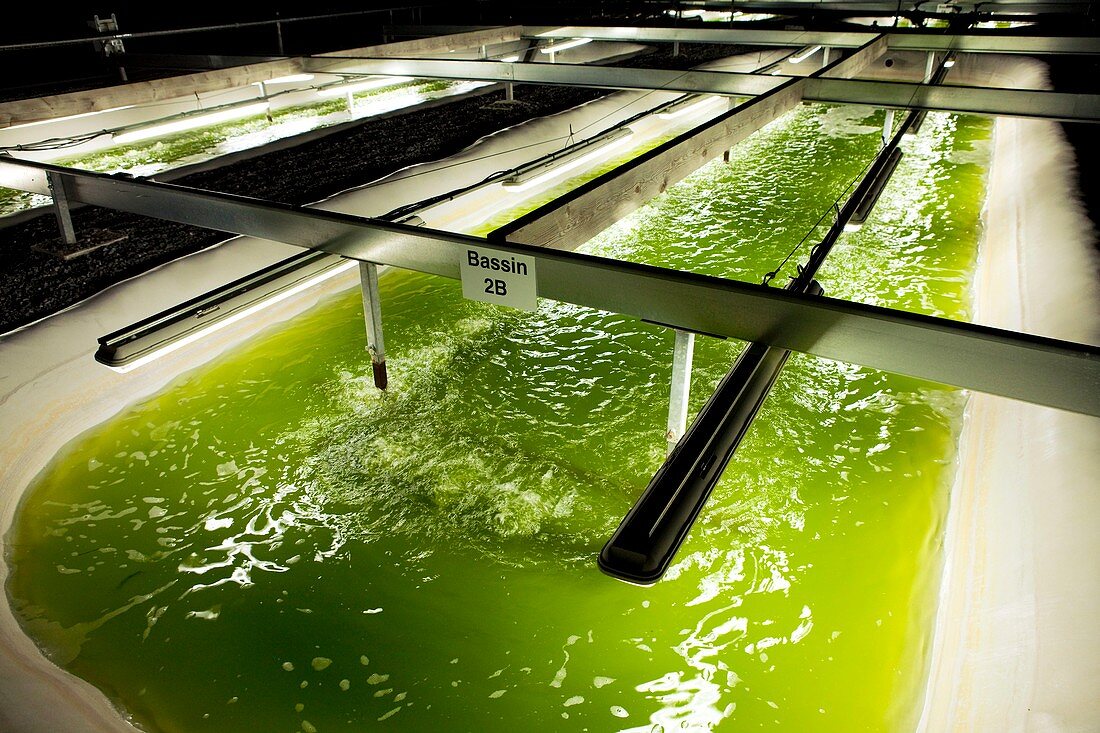 Microalgae production for biofuels