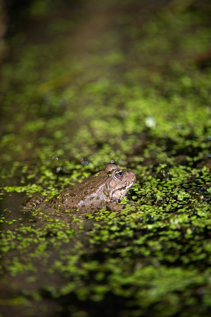 Marsh frog