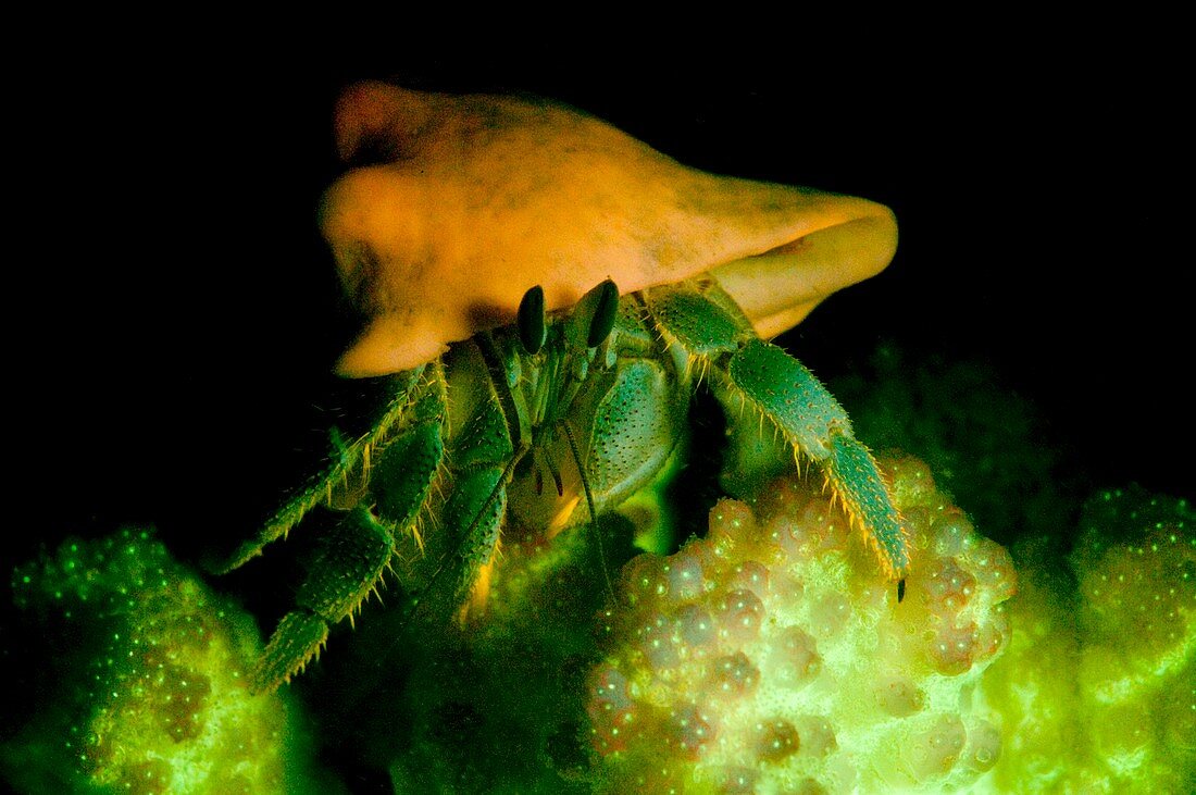 Hermit crab,on fluorescent coral