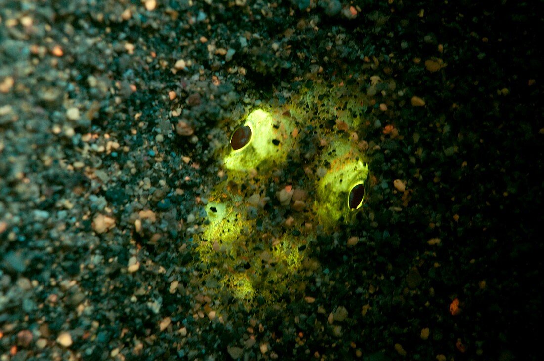 Lizardfish,Synodus sp fluorescencing