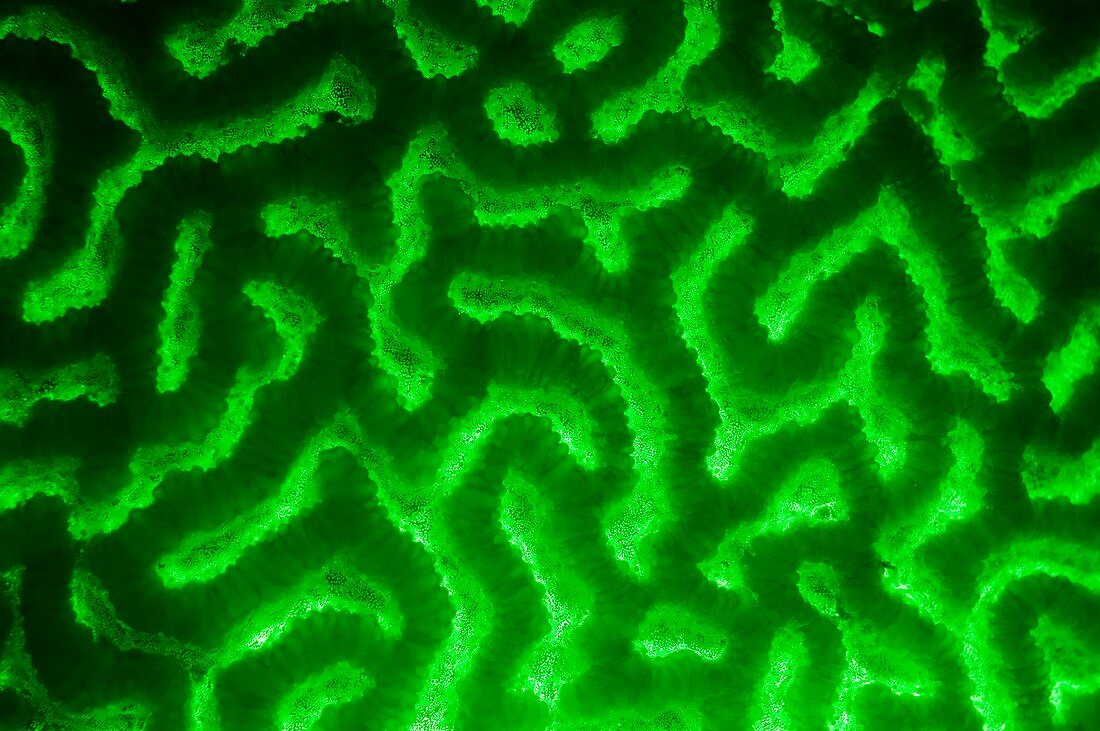 Platygyra hard coral fluorescing green