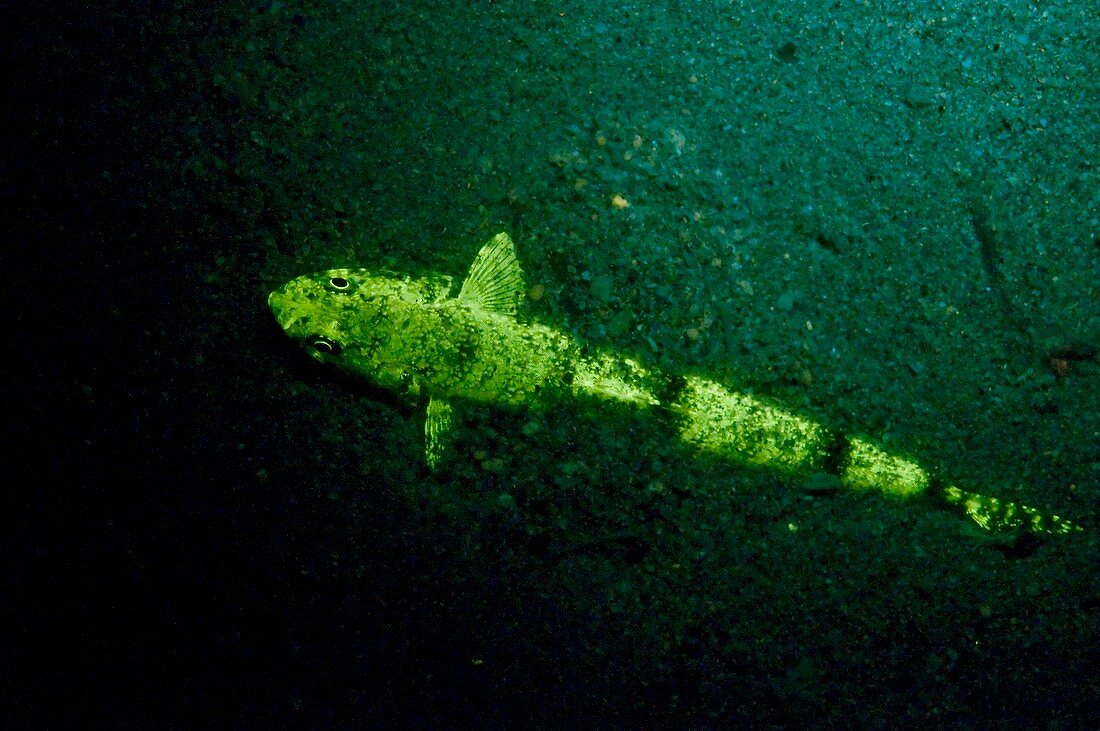Fluorescent yellow lizardfish,Synodus sp